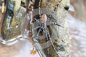 Spider on the rock in the waterfall