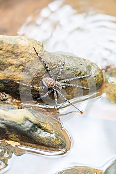 Spider on the rock in the waterfall