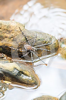Spider on the rock in the waterfall photo