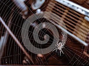 Spider in rusty old truck window