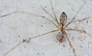 Spider and it's eggs on the wall