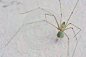 Spider and it's eggs on the wall