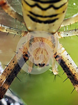 Spider`s head close up macro photography