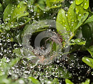 Spider's nest on buxus