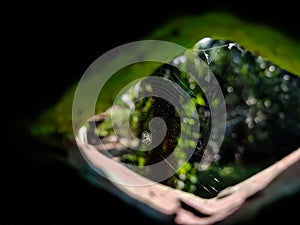 A spider`s net is visible through the window in the morning