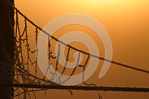 Spider's suspension bridge