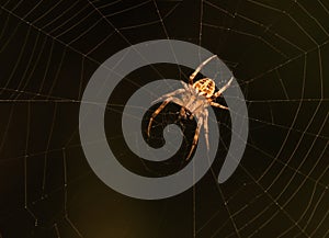 Spider on it`s web