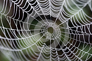 A spider's web