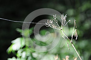 Cobweb stretched on a dead plant photo