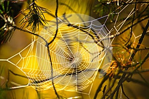 Spider's Web In Autumn