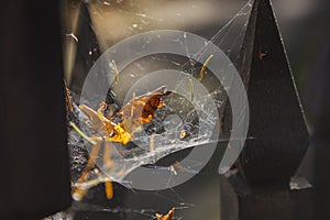 Spider`s Web in the autumn forest