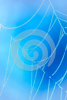 Spider's web on blue background