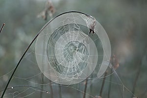 Spider`s web on branch