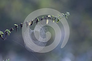 Spider`s web on branch