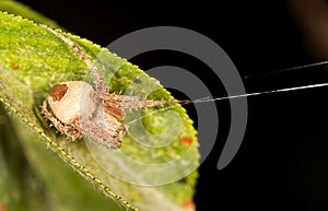 Spider`s web. close-up