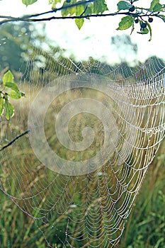 Spider& x27;s web closeup with drops of dew at dawn. House of spider