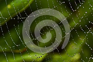 Spider's web with dew