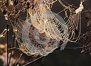 The spider`s web with dew drops on blurred background