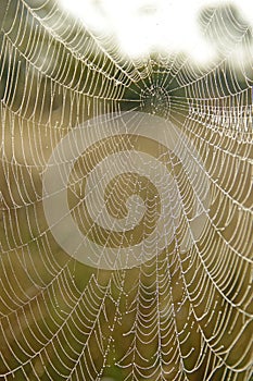 Spider`s web with drops of dew at dawn