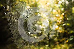 Spider`s web in a forest close up. spider web on a background of blurred green