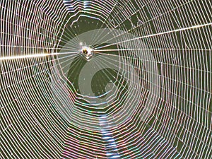 A spider\'s web, an intricate structure created by an insect.