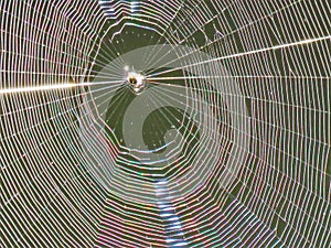 A spider\'s web, an intricate structure created by an insect. photo