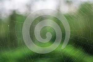 Spider`s web in jungle