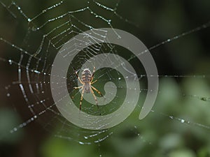 Spider And The Web In The Nature Place.