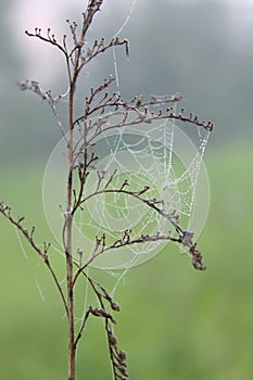 Spider`s web with morning dew in summer