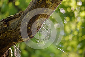 A spider`s web on an old tree