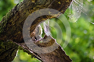 A spider`s web on an old tree photo