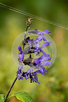Spider`s Web on a Purple Salvia Amistad / Sage Flower in an English Garden photo