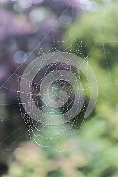 Spider's web with water droplets