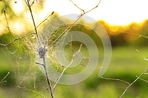 Spider's Webs