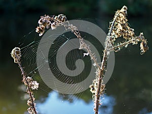 Spider's Webs