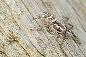 Spider Salticidae macro