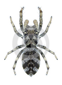 Spider Salticus scenicus