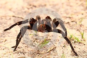 Spider in sand