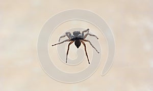 spider scient. name Arachnida arthropod animal