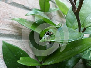 Spider seen from the front on the leaf of a green and fleshy clepia plant