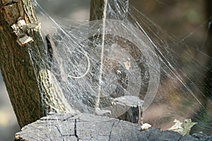 Spider set a trap from web on old stump.
