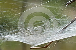 Spider set a trap from web on old stump.