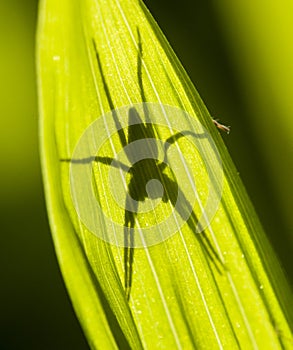 Spider shadow on green leaf in sun