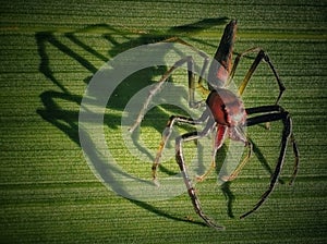 SPIDER SHADOW IMAGE