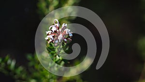 Spider-shaped flower with numerous hairs grows from a branch, Ku-ring-gai National Park