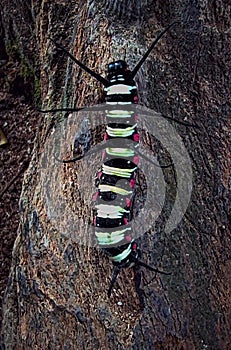spider-shaped leaf caterpillar