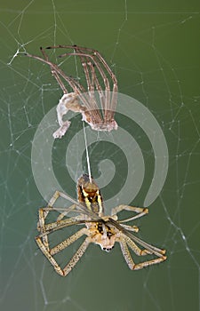 Spider after shedding