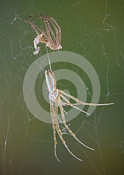 Spider after shedding