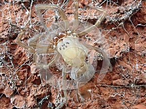 Spider shedding its skin macro. photo
