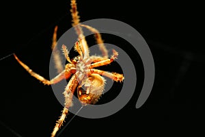 Spider shooting thread